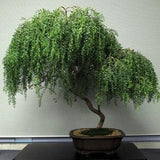 Bonsai Willow, Corkscrew Willow, Cuttings for Bonsai