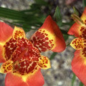 8  Peacock Flower. Moraea pavonia, Mexican Shell- Flower Seeds.