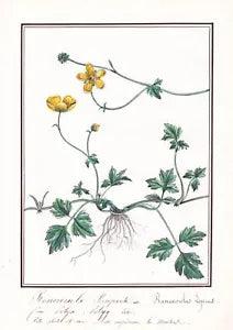 Buttercup Ranunculus Lepens Flowers Flower Botany Watercolour Drawing 1830