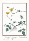 Buttercup Ranunculus Lepens Flowers Flower Botany Watercolour Drawing 1830