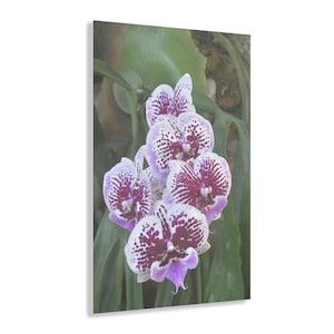 Vertical Acrylic Prints - Amazing Tropical Orchids from Isabela Puerto Rico with rare Cuernos Plant in background - Nikon D850 images