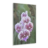 Vertical Acrylic Prints - Amazing Tropical Orchids from Isabela Puerto Rico with rare Cuernos Plant in background - Nikon D850 images
