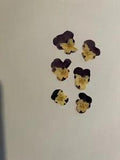 Pressed Dried Flowers All Natural Not Dyed Or Coloured Viola Flowers