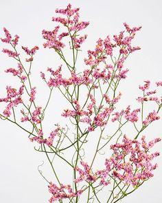 Graines de fleurs ?? couper Statice - Limonium sinuatum Flower Delivery