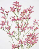 Graines de fleurs ?? couper Statice - Limonium sinuatum Flower Delivery