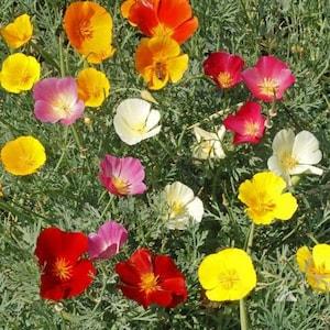 200 Seeds-Mission Bells  California Poppy Seeds -PV203-Eschscholzia Californica