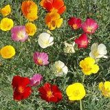 200 Seeds-Mission Bells  California Poppy Seeds -PV203-Eschscholzia Californica