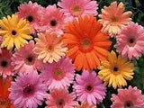 Seedcaps 100Pcs Gerbera Daisy Seeds - Gerber Daisy Seeds for Planting Outdoors.