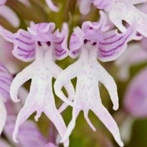 50pcs Naked Man Orchid (Orchis Italica) Flower Seeds Bonsai (#8634)