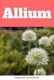 Allium Flower Delivery