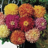 Cactus Zinnia Flower Seeds Mix - Improved cactus flowered zinnias with quilled petals and great colours