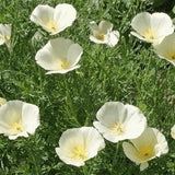 200+  California Poppy White Seeds-Silky White Annual-White Linen Poppy Flower-Eschscholzia Californica - -B613