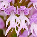 Rare Naked Man Orchid Seeds, Italian Orchid Seeds, Rare Orchid Seeds, Rare Seeds