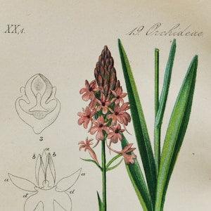 Pyramidal Orchid Print - Original Antique Botanical 1880s - Anacamptis pyramidalis (plant flower seed orchidaceae pink purple asparagales)