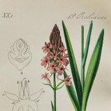 Pyramidal Orchid Print - Original Antique Botanical 1880s - Anacamptis pyramidalis (plant flower seed orchidaceae pink purple asparagales)