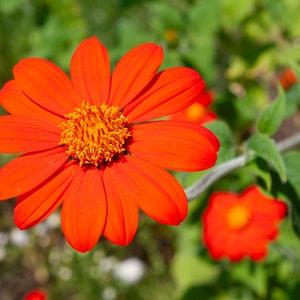 Mexican Torch Flower Seeds- The amazingly bright flower highly attractive to pollinators. Annual