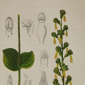 Common Twayblade Orchid or Eggleaf Twayblade - Listera ovata,Neottia ovata - Original Antique Botanical Print 1880s,orchidaceae,plant,flower