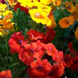 50+ Mix Nemesia Carnival Flower Seeds-Nemesia Strumosa-  Nana Compacta Annual Flower--B419