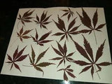 12 Pressed Dried Japanese Maple Leaves,no scented,no colored.