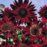 Red Velvet Queen Sunflower 15 Seeds
