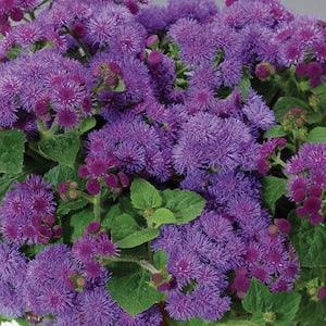 Alyssum wonderland purple flower seeds , code 842