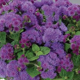 Alyssum wonderland purple flower seeds , code 842