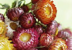 How to Clean Dried Flowers Flower Delivery