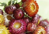 How to Clean Dried Flowers Flower Delivery