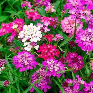 700 Fairy Mixed Candytuft| Iberis Umbellata  Flower Seeds.