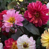 DARK FOLIAGE DAHLIA Annual, Forms A Bulb Tuber, 10 Seeds