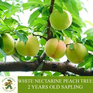 White Nectarine Peach Sapling Grafted Ready To Plant, With Tuberous Soil,2 Years Old Fruity Nectarine Peach Tree for Pot and Garden-Heirloom