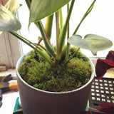 Moss Top Dressing For House Plants, Terrariums, Bonsai, Miniature Gardens ? Fairy Garden Moss ? Terrarium Moss ? Natural Live Moss
