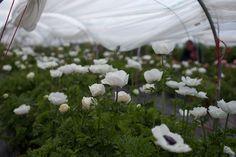 Floret's How to Grow Anemones Flower Delivery