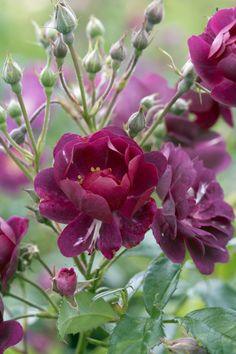 TOP 11 des rosiers qui r¡§?sistent aux maladies Flower Delivery