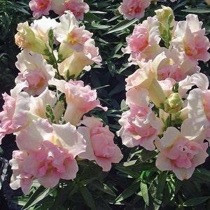 30 Twinny Appleblossom Snapdragon Seeds / Antirrhinum majus / Dwarf Flower / Container Gardening / English Garden / Wildflowers / Cottage