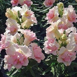 30 Twinny Appleblossom Snapdragon Seeds / Antirrhinum majus / Dwarf Flower / Container Gardening / English Garden / Wildflowers / Cottage
