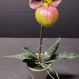 Mini Artificial Paphiopedilum Lady Slipper Orchid BURGUNDY