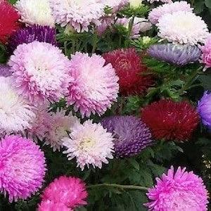 100+ Pcs Mixed Aster Powderpuff  Flower Seeds-Colorful Callistephus Chinensis/ (FL312)