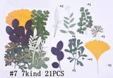 21PCS Real Pressed Dry leaves collection, different leaves as picture FCD502 #7