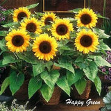 SUNSPOT - DWARF SUNFLOWER - 50 seeds Helianthus Annuus Yellow ornamental flower