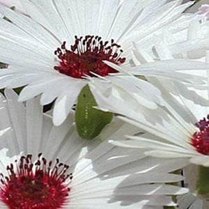 100+ Seeds-White Ice Plant seeds- Livingstone Daisy Flower Seeds-Dorotheanthus Bellidiformis-Drought Tolerant-Annual-B109