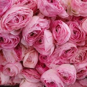 Ranunculus Romance "Maillane" corms | New variety, huge light pastel pink flowers, perfect bouquets for florists, easy to grow