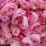 Ranunculus Romance 