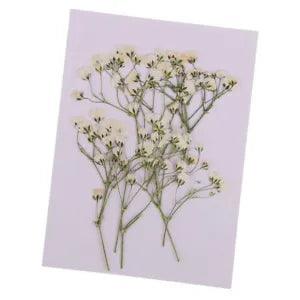 10pcs  Dried  Flowers Pressed  Crafts DIY
