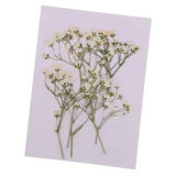 10pcs  Dried  Flowers Pressed  Crafts DIY