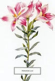 Peruvian Lily