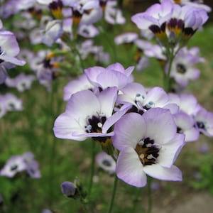 100 Pcs Gilia Tricolor Flower Seeds/ Bird's Eyes Flower/FL215/ Hummingbird attracting Annual