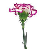 Fuchsia Nebula Carnation Flowers - 50 stems Flower Delivery