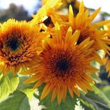 10 Rare 'Astra Brown' Sunflower seeds