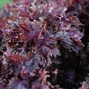 Shiso Purple Frills SEEDS Amazingly Fragrant 'Perilla frutescens' medicinal herb cut flower bouquet Dizzy Bees Urban Garden